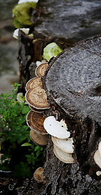 포토 JPG 해외이미지 식물 음식 자연 사람없음 목재 초록색 버섯 숲 유기농 내추럴 곰팡이 해외포토 나무 웰빙 컬러 재료 생태계 파일형식 이미지허브