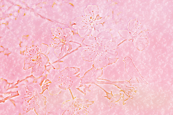포토 JPG 해외이미지 나무 디자인 계절 꽃잎 꽃 실루엣 문화 분홍색 백그라운드 꽃무늬 패턴 일러스트 자연 조류 사랑 미술 사람없음 가로 빨간색 뷰티 일본 중국 봄 자유 벚꽃 나뭇가지 체리 싱글 참새 자두 그런지 스타일 해외일러스트 식물 동물 감정 아시아 컬러 컨셉 무늬 과일 문화예술 촬영기법 생태계 파일형식 이미지허브