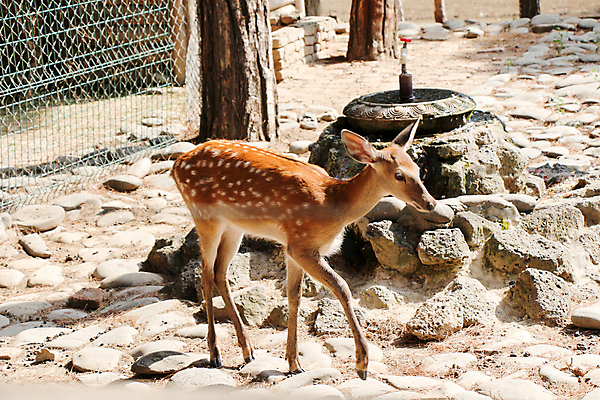 포토 JPG 해외이미지 주간 야생동물 사슴 동물원 사람없음 야외 해외포토 자연요소 동물 포유류 파일형식 이미지허브