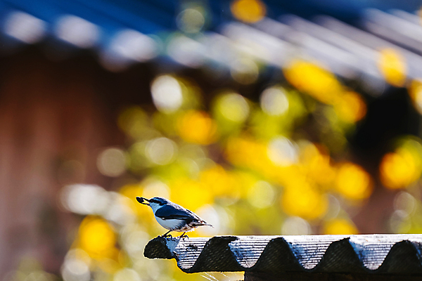 포토 JPG 해외이미지 조류 사람없음 컬러풀 햇빛 맑음 회색 주식 먹기 배고픔 부리 수유 카피스페이스 해외포토 동물 컬러 모션 날씨 금융 태양 공백 파일형식 이미지허브