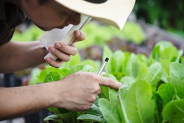 포토 JPG 해외이미지 식물 음식 백그라운드 잎 농업 다이어트 채소 자연 건강 사람 사람없음 초록색 물 농작물 농장 정원 봄 샐러드 수확 성장 신선 상추 허브 유기농 원예 날것 내추럴 고립 밭일 온실 줄서기 채식주의자 해외포토 자연요소 웰빙 계절 산업 컬러 모션 취미 생태계 채식 파일형식 이미지허브