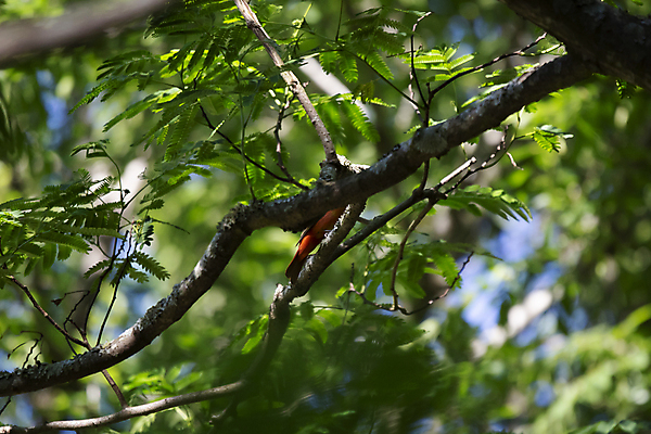포토 JPG 해외이미지 나무 동물 척추동물 야생동물 과학 백그라운드 잎 자연 조류 생물 풍경 사람없음 야외 가로 초록색 여름 컬러풀 뷰티 노란색 환경 다양 나뭇가지 보호 깃털 생물학 장면 리빙 내추럴 동물상 생태학 숨기 그리너리 해외포토 식물 계절 교육 컬러 다수 컨셉 모션 조형물 생태계 파일형식 트랜드컬러 이미지허브