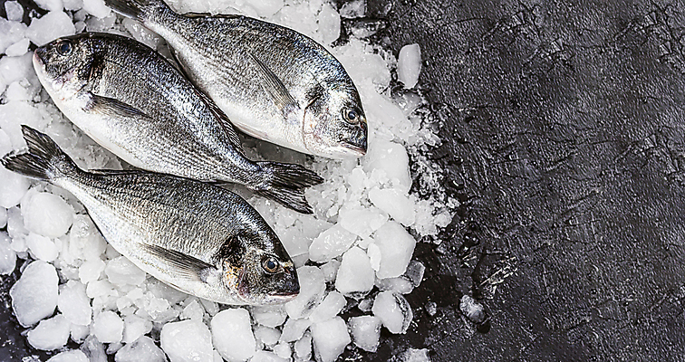 포토 JPG 해외이미지 검은배경 사람없음 얼음 레몬 날것 도미 해외포토 자연요소 백그라운드 과일 어류 검은색 파일형식 이미지허브