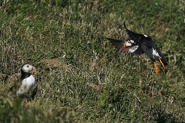 포토 JPG 해외이미지 동물 계절 야생동물 바다 섬 날개 오렌지 자연 조류 하늘 웨일즈 사람없음 야외 빨간색 파란색 컬러풀 노란색 검은색 흰색 오픈 땅 깃털 신호 부리 멸종 대서양 계산서 내추럴 동물상 왕국 착륙 펨브룩셔 해외포토 컬러 과일 영국 조형물 생태계 파일형식 이미지허브