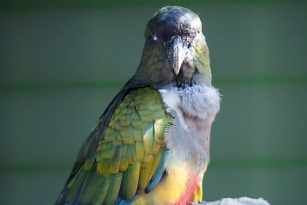 포토 JPG 해외이미지 한마리 자연 근접촬영 사람없음 컬러풀 앵무새 해외포토 1 뷰포인트 컬러 조류 생태계 파일형식 이미지허브