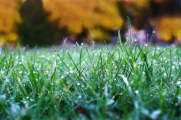 포토 JPG 해외이미지 식물 계절 공원 백그라운드 잎 밭 자연 아침 추상 잔디 사람없음 야외 초록색 물 빛 햇빛 우주 환경 맑음 봄 활발 자유 성장 시골 신선 떨어짐 이슬 땅 언덕 장면 내추럴 생태학 국경 해외포토 주간 자연요소 공공시설 교육 컬러 컨셉 무늬 농업 날씨 태양 생태계 파일형식 이미지허브