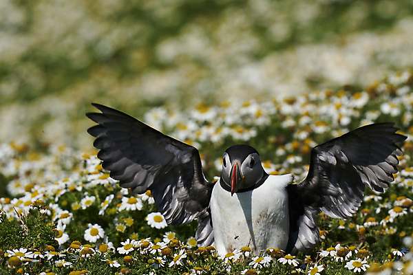 포토 JPG 해외이미지 동물 계절 꽃 야생동물 바다 섬 날개 오렌지 통신 자연 조류 웨일즈 사람없음 빨간색 파란색 컬러풀 노란색 검은색 흰색 오픈 땅 깃털 신호 데이지 부리 멸종 대서양 계산서 내추럴 소통 동물상 왕국 착륙 펨브룩셔 해외포토 식물 컬러 컨셉 과일 영국 조형물 생태계 파일형식 이미지허브