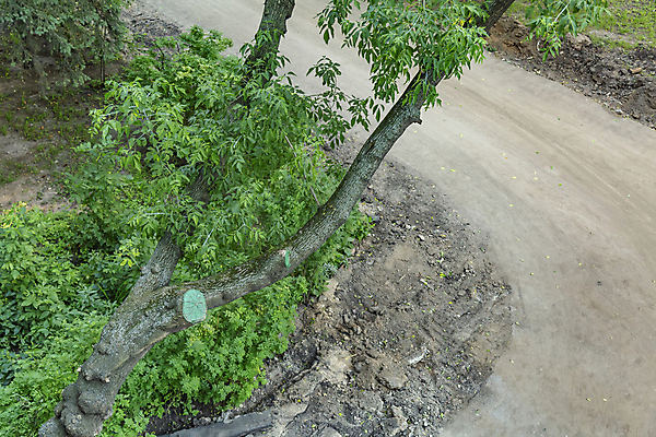 포토 JPG 해외이미지 주간 나무 식물 공원 백그라운드 낙엽 잎 곡선 자연 거리 사람없음 야외 목재 초록색 여름 갈색 환경 손상 가을 흰색 도시 나무껍질 내추럴 땅바닥 생태학 영원 그리너리 해외포토 자연요소 계절 공공시설 교육 선 컬러 컨셉 재료 바닥 껍질 생태계 파일형식 트랜드컬러 이미지허브