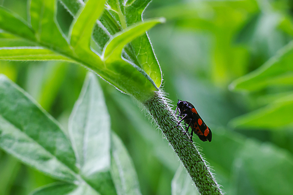 포토 JPG 해외이미지 식물 동물 꽃 야생동물 나비 곤충 백그라운드 잎 패턴 자연 양서류 사람없음 야외 빨간색 초록색 여름 컬러풀 정원 검은색 사진촬영 봄 칼날 닫기 해충 벌레 작음 딱정벌레 내추럴 동물상 해외포토 계절 컬러 무늬 모션 조형물 촬영 크기 생태계 파일형식 이미지허브