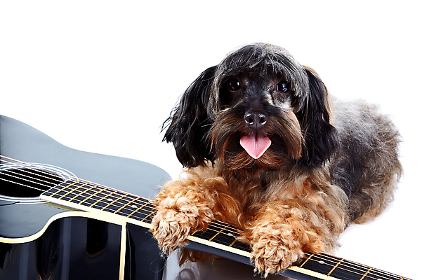 포토 JPG 해외이미지 동물 척추동물 줄 새끼 악기 음악 노래 포유류 놀이 털 여러명 취미 사람없음 반려동물 유행 소리 기타 클래식 개 강아지 모피 테리어 푸들 사냥개 롤 오디오 솜털 송곳니 기르기 멜로디 신앙심 유래 인기 해외포토 다수 컨셉 현악기 문화예술 사람 전자제품 치아 돌봄 파일형식 이미지허브