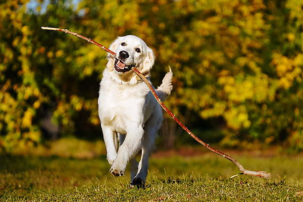 포토 JPG 해외이미지 응시 공원 행복 포즈 사람없음 반려동물 컬러풀 달리기 햇빛 걷기 기쁨 나뭇가지 막대기 황금 개 골든리트리버 리트리버 기르기 신앙심 충실 카피스페이스 해외포토 나무 동물 시선 공공시설 감정 컬러 포유류 모션 태양 공백 돌봄 파일형식 이미지허브