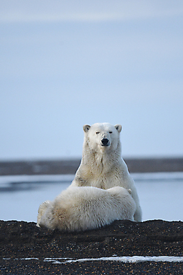 포토 JPG 해외이미지 주간 야생동물 두마리 곰 사람없음 야외 북극곰 백곰 해외포토 자연요소 동물 2 포유류 파일형식 이미지허브