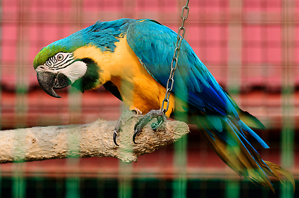 포토 JPG 해외이미지 동물 커플 얼굴 야생동물 바다 섬 날개 자연 조류 동물원 대화 사람없음 초록색 파란색 반려동물 컬러풀 노란색 미국 활발 황금 깃털 만족 부리 앵무새 슛 새장 솜털 노려봄 고립 리우데자네이루 멀티 이국적 브라질사람 해외포토 감정 컬러 컨셉 북아메리카 관계 표정 말하기 신체부위 생태계 브라질 케이지 파일형식 이미지허브