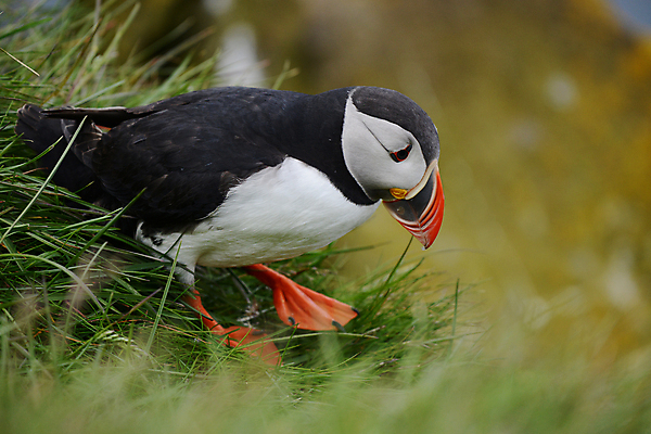 포토 JPG 해외이미지 주간 한마리 조류 사람없음 야외 아웃포커스 소프트포커스 퍼핀 해외포토 자연요소 동물 1 촬영기법 파일형식 이미지허브