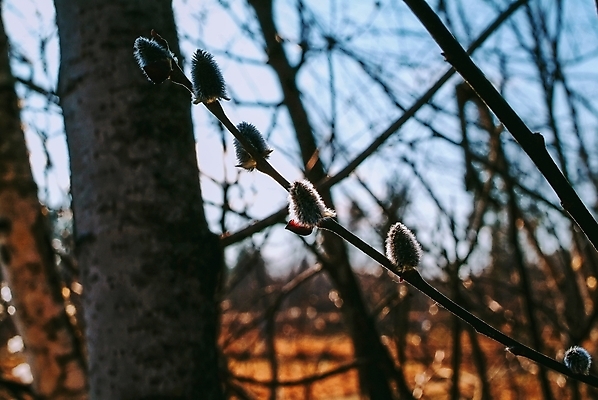 포토 JPG 해외이미지 나무 식물 계절 공원 꽃 백그라운드 잎 꽃무늬 밭 자연 부활절 새로움 사람없음 야외 장식 초록색 파란색 태양 뷰티 노란색 정원 고양이 봄 벚꽃 흰색 나뭇가지 신선 개화 숲 4월 버드나무 속도 러시아 꽃가루 부드러움 솜털 내추럴 해외포토 자연요소 공공시설 기념일 유럽 컬러 컨셉 무늬 농업 포유류 반려동물 감각 날짜 가루 생태계 파일형식 이미지허브
