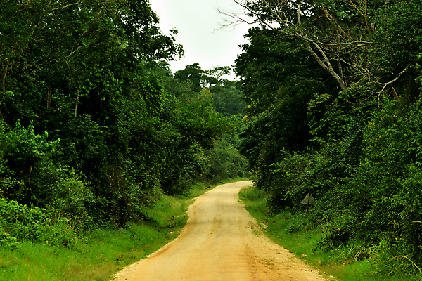 포토 JPG 해외이미지 식물 동물 공원 야생동물 여행 밭 포유류 아프리카 자연 조류 동물원 사람없음 야외 초록색 정원 트래킹 원숭이 황무지 보호 숲 열대우림 사파리 고릴라 내추럴 침팬지 동물상 물총새 비포장도로 사바나 생태학 우간다 전국 해외포토 공공시설 교육 나라 도로 컬러 컨셉 농업 레저 조형물 생태계 파일형식 이미지허브