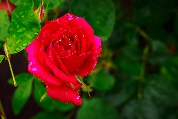 포토 JPG 해외이미지 꽃 산업 농업 자연 사람없음 야외 가로 컬러풀 장미 닫기 원예 카피스페이스 해외포토 식물 컬러 모션 취미 공백 생태계 파일형식 이미지허브