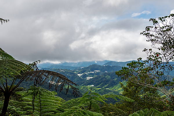 포토 JPG 해외이미지 나무 식물 아시아 길 백그라운드 잎 밭 농업 자국 자연 산 이끼 동양인 풍경 경사 사람없음 초록색 뷰티 농장 하이킹 시골 신선 차 숲 언덕 질감 말레이시아 산악지대 해외포토 나라 산업 음료 컬러 레저 인종 생태계 파일형식 이미지허브