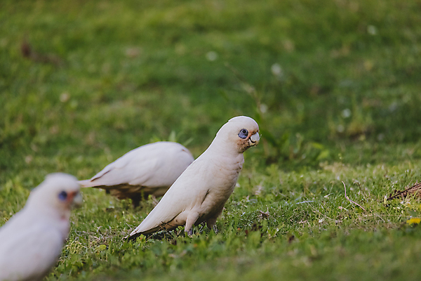 포토 JPG 해외이미지 식물 동물 야생동물 백그라운드 자연 조류 사람없음 초록색 파란색 갈색 환경 흰색 나뭇가지 호주 깃털 부리 앵무새 갈기 계산서 내추럴 해외포토 나무 컬러 오세아니아 생태계 파일형식 이미지허브