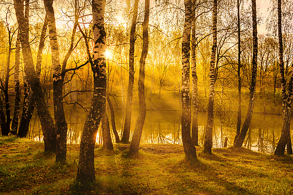 포토 JPG 해외이미지 나무 자연 사람없음 야외 강 햇빛 태양 일몰 숲속 숲 해외포토 자연요소 식물 노을 생태계 파일형식 이미지허브