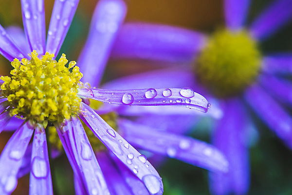 포토 JPG 해외이미지 주간 꽃잎 근접촬영 사람없음 야외 아웃포커스 빗방울 암술 꽃수술 해외포토 자연요소 꽃 뷰포인트 촬영기법 꽃술_꽃 비_날씨 파일형식 이미지허브