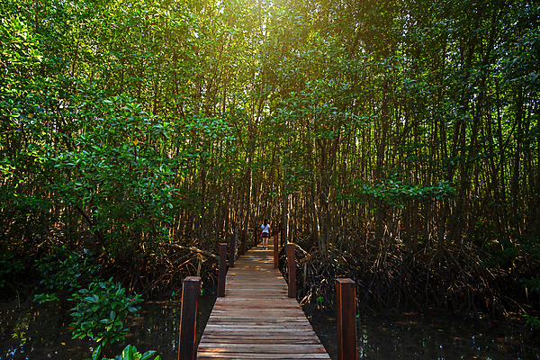 포토 JPG 해외이미지 나무 식물 공원 길 야생동물 바다 여행 백그라운드 잎 태국 자연 하늘 건강 사람없음 야외 목재 장식 초록색 물 파란색 갈색 환경 정원 맑음 산책 나뭇가지 만 숲 뿌리 내추럴 방법 옛날 전국 탄자니아 해외포토 자연요소 동물 공공시설 아시아 컬러 재료 아프리카 날씨 휴식 생태계 파일형식 이미지허브