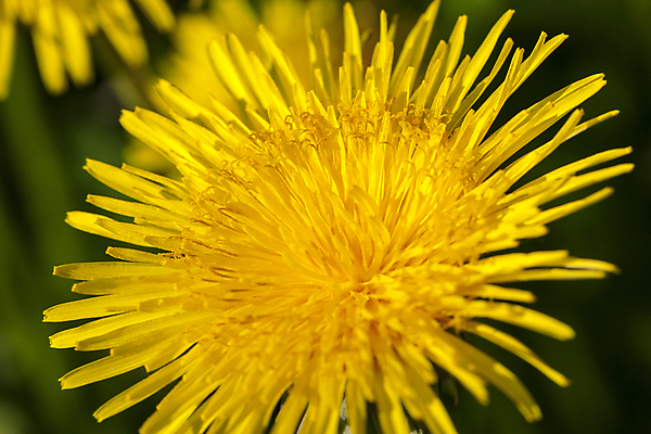 포토 JPG 해외이미지 주간 자연 근접촬영 사람없음 야외 아웃포커스 민들레 해외포토 자연요소 꽃 뷰포인트 촬영기법 생태계 파일형식 이미지허브