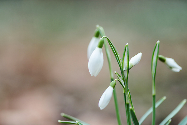 포토 JPG 해외이미지 식물 계절 꽃잎 꽃 줄기 잎 겨울 자연 사람없음 야외 초록색 갈색 봄 성장 벚꽃 흰색 신선 개화 숲 헌병 해외포토 컬러 군인 생태계 파일형식 이미지허브
