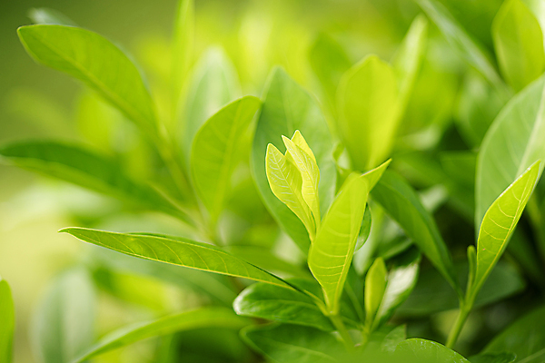 포토 JPG 해외이미지 나무 식물 템플릿 디자인 배너 계절 공원 백그라운드 잎 패턴 자연 벽지 추상 풍경 사람없음 초록색 여름 빛 햇빛 태양 뷰티 우주 환경 정원 봄 수확 성장 인사 신선 신용카드 숲 에코 질감 보케 부드러움 내추럴 생태학 헤딩 카피스페이스 그리너리 해외포토 자연요소 공공시설 교육 컬러 무늬 농업 금융 축구 공백 예절 감각 생태계 파일형식 트랜드컬러 이미지허브