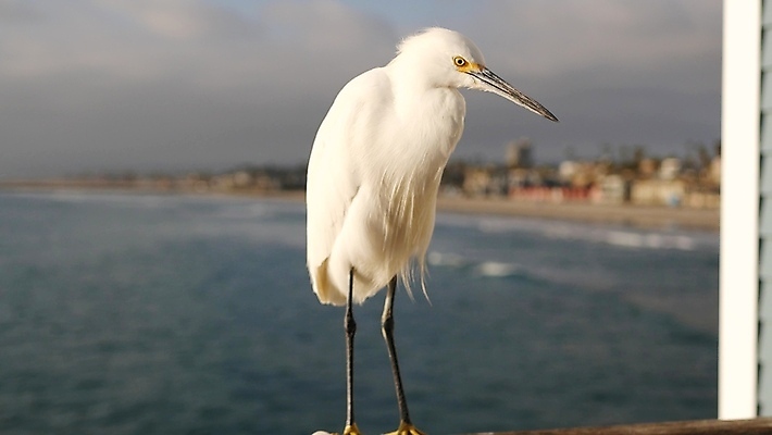 포토 JPG 해외이미지 주간 한마리 해외풍경 바다 난간 해변 사람없음 야외 아웃포커스 미국 캘리포니아 해외포토 자연요소 1 해외 북아메리카 촬영기법 풍경 파일형식 이미지허브