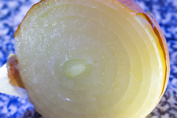 포토 JPG 해외이미지 식물 음식 백그라운드 농업 채소 오렌지 재료 전구 자연 양파 건조 건강 사람없음 갈색 노란색 쌓기 주방 흰색 신선 닫기 달콤 맛 자르기 향신료 유기농 질감 날것 흙더미 내추럴 고립 숙성 많음 해외포토 웰빙 산업 컬러 컨셉 과일 모션 흙 생태계 향미료 파일형식 더미 이미지허브