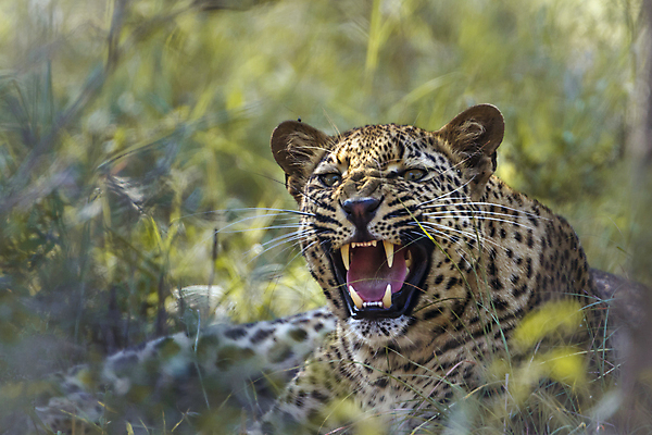 포토 JPG 해외이미지 주간 한마리 응시 야생동물 자연 사람없음 야외 아웃포커스 맹수 표범 남아프리카 보츠와나 포효 해외포토 자연요소 동물 1 시선 포유류 아프리카 촬영기법 외침 생태계 파일형식 이미지허브