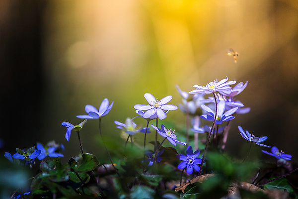 포토 JPG 해외이미지 꽃 꽃무늬 자연 바닥 사람없음 야외 목재 파란색 빛 정원 보라색 봄 공백 벚꽃 개화 황무지 분위기 숲 다발 제비꽃 속도 엽서 마법 서식지 노루귀 취급주의 해외포토 나무 식물 계절 컬러 컨셉 무늬 재료 경고 편지 생태계 파일형식 이미지허브