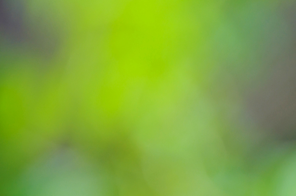 포토 JPG 해외이미지 식물 디자인 공원 백그라운드 컨셉 잎 패턴 밭 자연 추상 풍경 사람없음 아웃포커스 초록색 빛 컬러풀 태양 뷰티 정원 보케 내추럴 블러 효과 해외포토 자연요소 공공시설 컬러 무늬 농업 촬영기법 생태계 파일형식 이미지허브