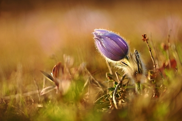 포토 JPG 해외이미지 식물 계절 꽃잎 꽃 유럽 분홍색 백그라운드 꽃무늬 자연 초원 사람없음 야외 초록색 물 파란색 컬러풀 태양 뷰티 노란색 정원 보라색 봄 활발 들꽃 성장 벚꽃 물방울 신선 개화 제비꽃 묘사 내추럴 해외포토 자연요소 나라 컬러 컨셉 무늬 생태계 파일형식 이미지허브