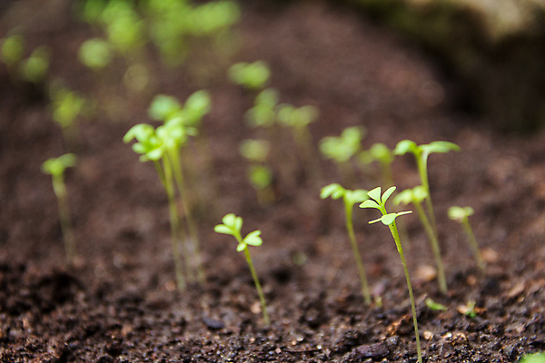 포토 JPG 해외이미지 식물 컨셉 잎 채소 재료 건강 씨앗 사람없음 초록색 새싹 침묵 작음 날것 부활 향 박테리아 모종 식용 채식주의자 그리너리 세련 디테일 해외포토 컬러 의학 소리 크기 채식 파일형식 트랜드컬러 이미지허브