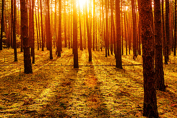 포토 JPG 해외이미지 나무 자연 사람없음 야외 햇빛 태양 일몰 숲속 숲 해외포토 자연요소 식물 노을 생태계 파일형식 이미지허브