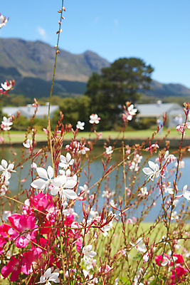 포토 JPG 해외이미지 나무 식물 공원 꽃 호수 분홍색 꽃무늬 밭 아프리카 자연 하늘 산 주택 따뜻함 풍경 사람없음 야외 초록색 물 여름 파란색 강 컬러풀 뷰티 평화 환경 정원 맑음 봄 벚꽃 흰색 연못 개화 강의 언덕 남쪽 내추럴 강렬 해외포토 자연요소 계절 공공시설 나라 컬러 컨셉 무늬 농업 날씨 건물 방향 생태계 파일형식 이미지허브