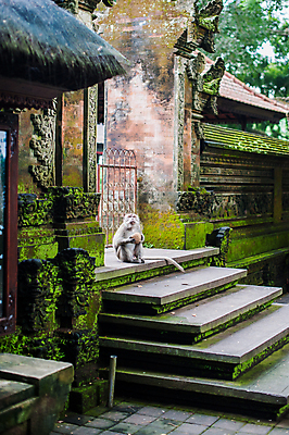 포토 JPG 해외이미지 동물 전통 여자 아시아 종교 문화 음식 조각 여행 건축양식 가족 자연 털 이끼 동양인 사람없음 야외 조각상 여행객 원숭이 표현 사찰 영혼 숲 열대우림 발리 인도네시아 신성 신화 유인원 보호구역 전국 힌두교 해외포토 건축 나라 섬 포유류 관계 종교건축 사람 인종 조형물 생태계 구역 파일형식 이미지허브