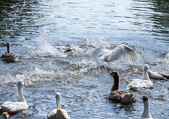 포토 JPG 해외이미지 동물 공원 호수 야생동물 백그라운드 날개 자연 조류 오리 풍경 사람없음 야외 물 여름 파란색 강 뷰티 반사 머리 환경 수영 회색 흰색 연못 그룹 깃털 부리 백조 거위 물새 내추럴 동물상 해외포토 자연요소 계절 공공시설 컬러 신체부위 조형물 수상스포츠 생태계 파일형식 이미지허브