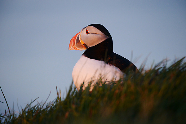 포토 JPG 해외이미지 주간 한마리 조류 사람없음 야외 소프트포커스 퍼핀 해외포토 자연요소 동물 1 촬영기법 파일형식 이미지허브