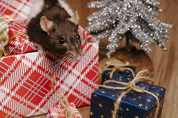 포토 JPG 해외이미지 나무 동물 전통 응시 백그라운드 컨셉 크리스마스 겨울 포유류 휴가 새로움 털 선물 사람없음 장식 빨간색 반려동물 상자 산타클로스 축제 달력 흰색 축하 신용카드 치아 해충 쥐 설치류 작음 연도 심볼 활 꼬리 엽서 솜털 클라우스 해외포토 식물 시선 계절 기념일 컬러 금융 소화기관 벌레 크기 편지 파일형식 이미지허브