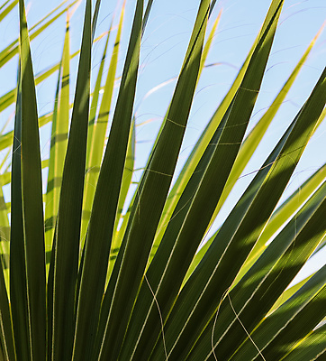 포토 JPG 해외이미지 나무 식물 행복 여행 백그라운드 컨셉 잎 패턴 자연 하늘 추상 휴가 휴식 열대 손바닥 사람없음 초록색 파란색 빛 햇빛 환경 정원 맑음 성장 뜨거움 지중해 묘사 휴양지 질감 태평양 코코넛 남쪽 내추럴 이국적 파라다이스 해외포토 손 감정 바다 컬러 무늬 과일 날씨 태양 장소 방향 생태계 파일형식 이미지허브