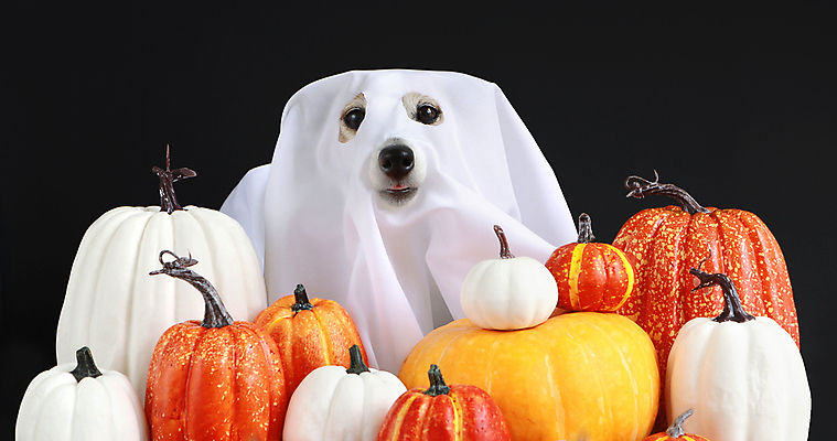 포토 JPG 해외이미지 스튜디오촬영 동물 전통 응시 계절 컨셉 오렌지 호박 검은배경 휴가 생물 가면 사람없음 장식 반려동물 컬러풀 축제 할로윈 덮개 흰색 유머 개 유령 신비 테리어 심볼 코 기회 공상 시트 송곳니 10월 총구 해외포토 시선 감정 컬러 백그라운드 채소 과일 포유류 실내 신체부위 검은색 뚜껑 날짜 치아 파일형식 이미지허브