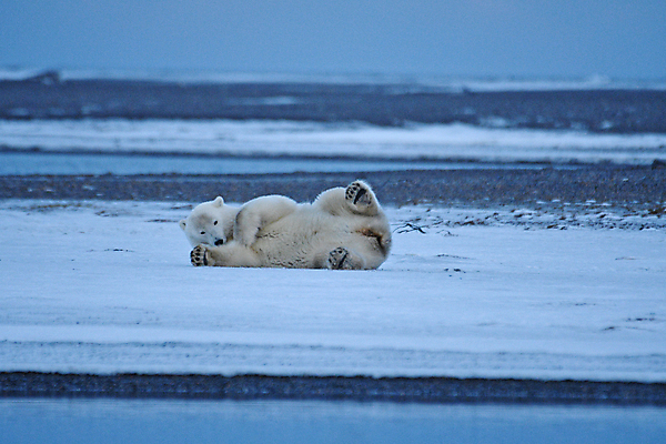 포토 JPG 해외이미지 주간 한마리 야생동물 새끼 곰 사람없음 야외 눕기 북극곰 백곰 해외포토 자연요소 동물 1 포유류 모션 파일형식 이미지허브