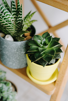 포토 JPG 해외이미지 식물 디자인 화초 백그라운드 잎 패턴 벽지 사람없음 목재 장식 빨간색 세로 초록색 노란색 정원 회색 성장 신선 도자기 우아함 닫기 냄비 작음 묘사 질감 날카로움 내추럴 고립 이국적 해외포토 나무 컬러 컨셉 무늬 재료 모션 솥 크기 파일형식 이미지허브