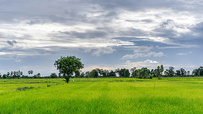 포토 JPG 해외이미지 나무 구름 계절 백그라운드 밭 농업 자연 하늘 풍경 초원 사람없음 야외 초록색 여름 파란색 빛 노란색 환경 검은색 어둠 봄 가을 흰색 시골 신선 숲 큼 땅 내추럴 수평선 해외포토 자연요소 식물 산업 컬러 크기 생태계 파일형식 이미지허브