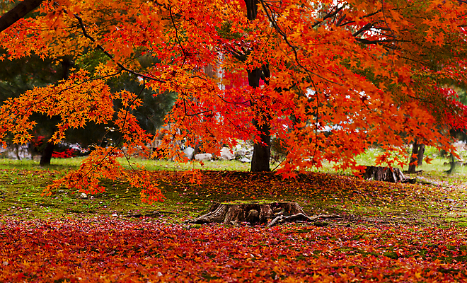 포토 JPG 해외이미지 주간 단풍 단풍나무 사람없음 야외 빨간색 나무밑둥 해외포토 자연요소 나무 컬러 잎 파일형식 이미지허브