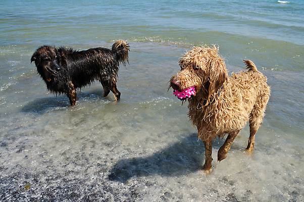 포토 JPG 해외이미지 호수 공 자연 사람없음 물 여름 반려동물 개 강아지 코 귀 주둥이 송곳니 경보 해외포토 자연요소 동물 계절 포유류 신체부위 치아 생태계 파일형식 이미지허브