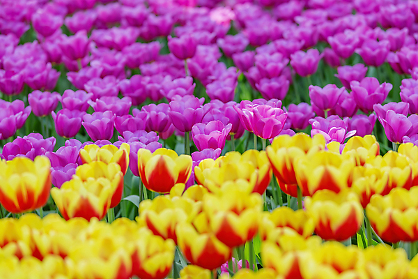 포토 JPG 해외이미지 식물 계절 공원 꽃잎 꽃 꽃다발 백그라운드 잎 꽃무늬 밭 자연 사람없음 장식 초록색 여름 컬러풀 뷰티 환경 정원 봄 활발 튤립 성장 벚꽃 흰색 신선 개화 화단 내추럴 영원 해외포토 공공시설 컬러 컨셉 무늬 농업 생태계 파일형식 이미지허브
